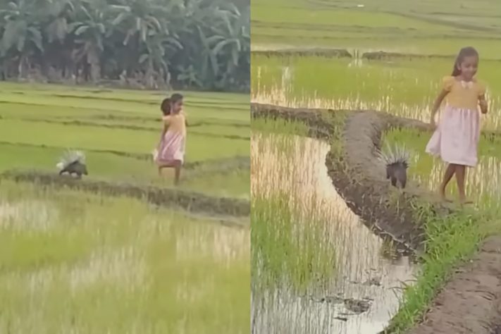 Amizade de menina de 7 anos com porco-espinho encanta web – Reprodução/Redes Sociais