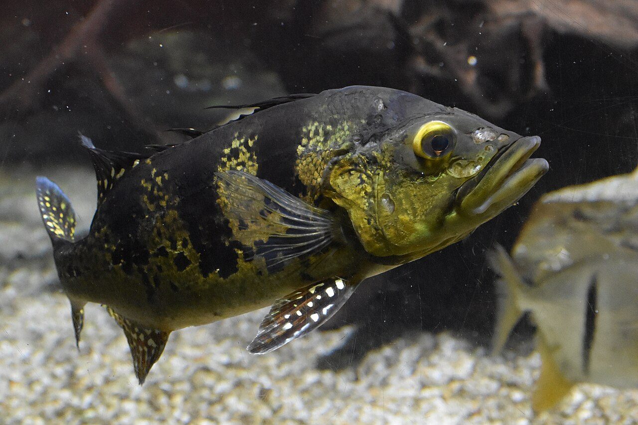 Por causa da força e dos ataques vigorosos à isca, o tucunaré é muito valorizado na pesca esportiva. Algumas espécies também possuem importância na alimentação de comunidades ribeirinhas e no comércio de pescado. A introdução de tucunarés em ambientes onde não são nativos, porém, pode causar impactos sobre espécies locais, pois eles ocupam o topo da cadeia alimentar em muitos desses ecossistemas.