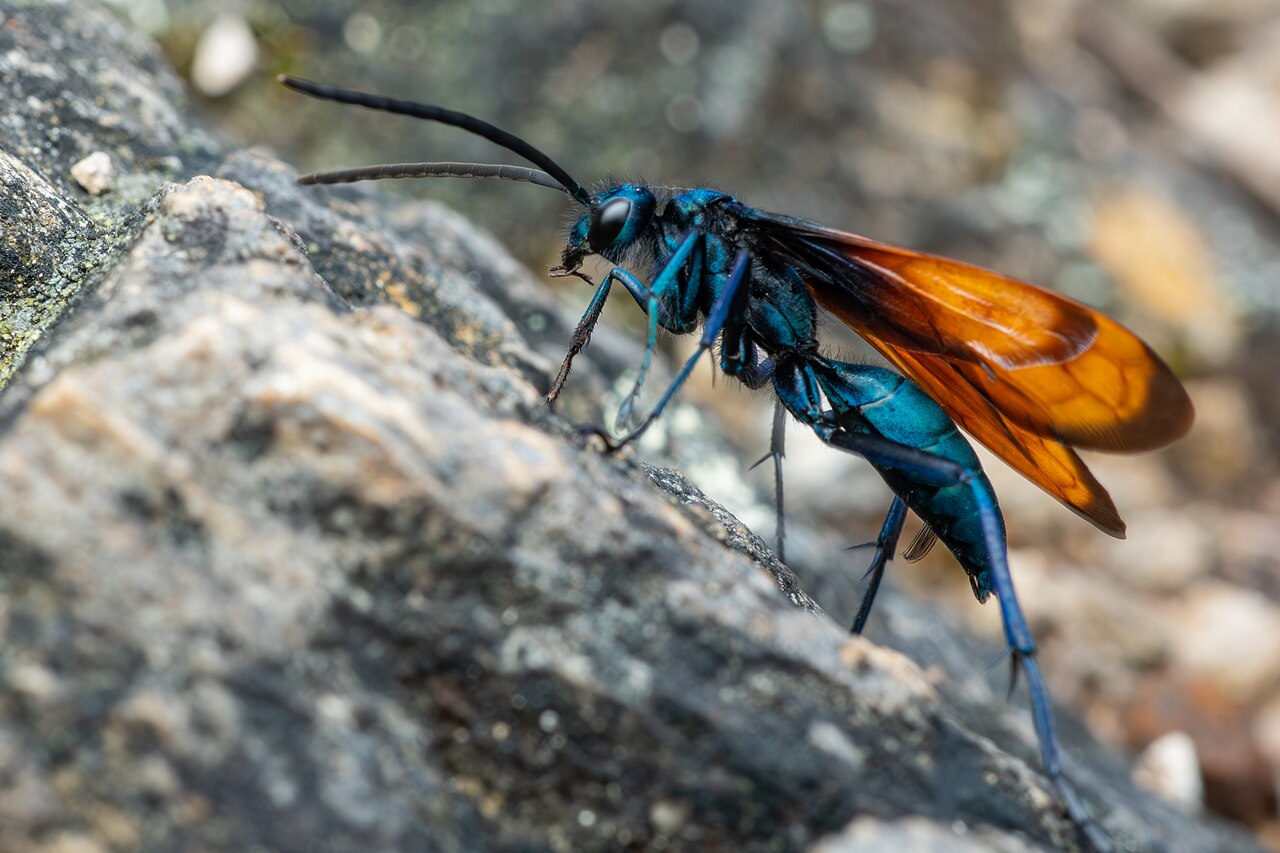 A vespa-cavalo-do-cão é um nome popular usado para diferentes espécies de vespas da família Pompilidae, conhecidas por caçar aranhas. Esses insetos são encontrados em várias regiões do mundo, sobretudo em áreas quentes, e desempenham um papel importante no controle de populações de aracnídeos.