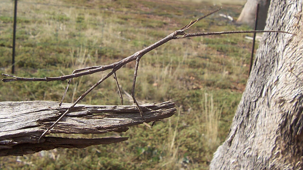 A camuflagem é a principal defesa do bicho-pau contra predadores, como as aves. O inseto fica imóvel por longos períodos sobre galhos e arbustos, o que dificulta sua identificação. Algumas espécies liberam uma substância leitosa e repulsiva quando ameaçadas, e há registros de indivíduos capazes de regenerar membros perdidos ao longo da vida. 
