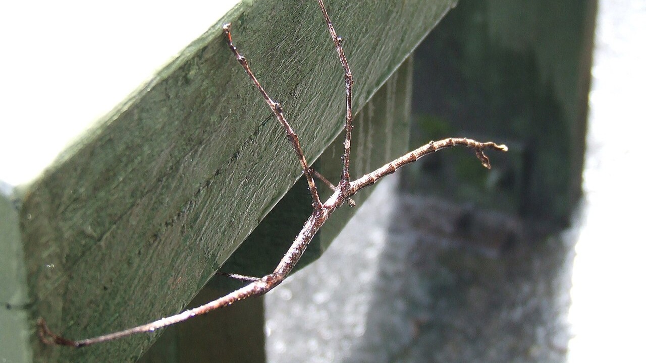 Aliás, bicho-pau é o nome popular dado aos insetos da ordem Phasmatodea, grupo também chamado de Phasmida. O termo 