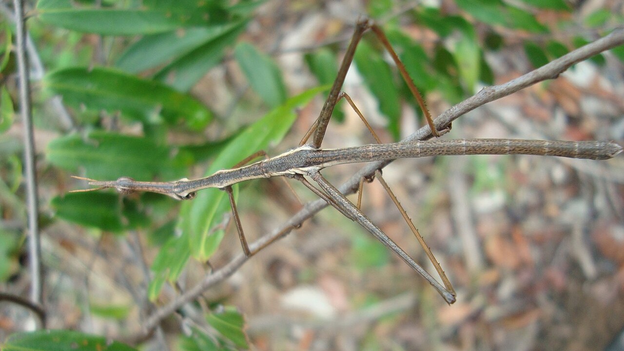O conhecimento científico sobre a ordem Phasmatodea continua a crescer. Cerca de 50 novas espécies são descritas por ano em todo o mundo. As relações filogenéticas entre os grupos ainda não estão totalmente definidas. Mesmo assim, estudos com dados moleculares recentes trouxeram novos avanços para a área. 
