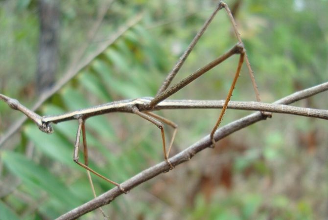 Bicho-pau: conheça o inseto especialista em camuflagem