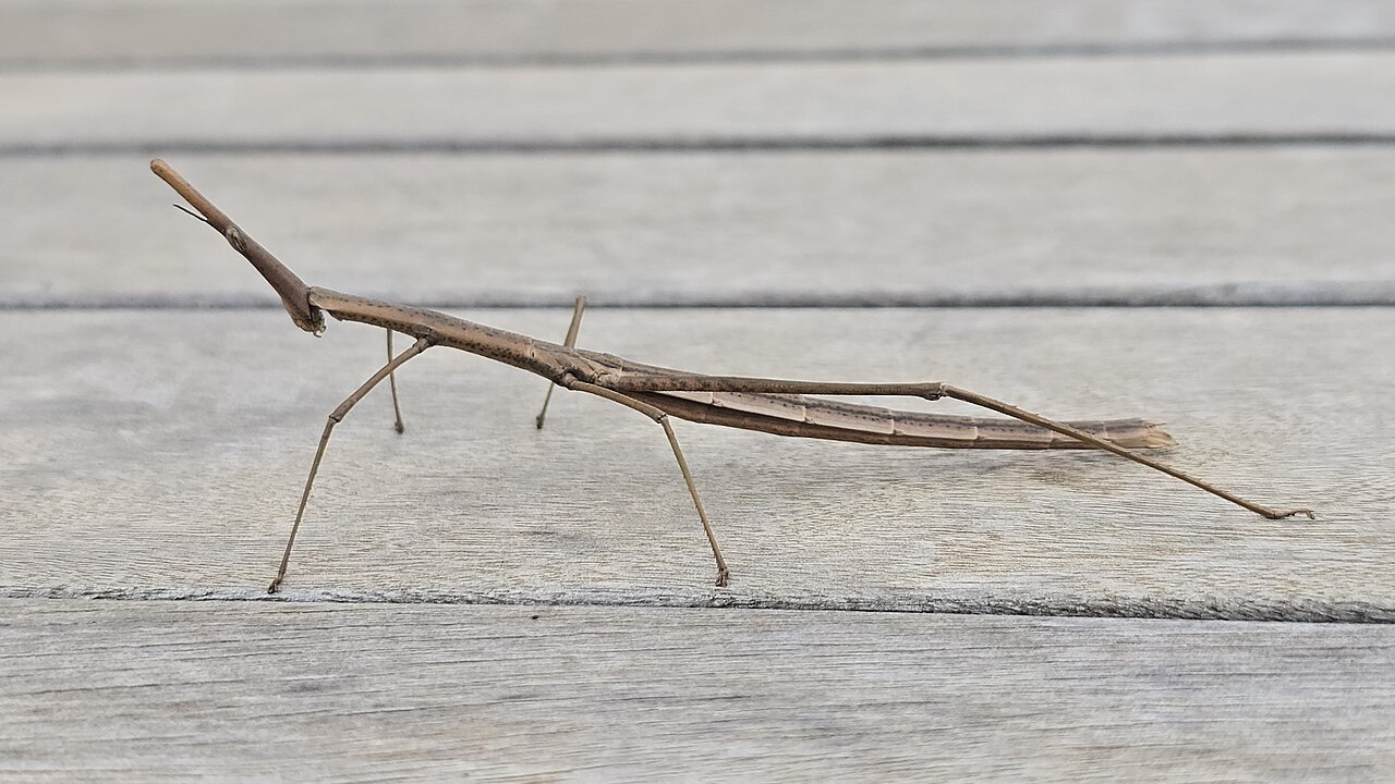 Você já viu um galho seco e levou um susto ao perceber que ele começou a se mexer? Essa é uma das melhores formas de descrever o encontro com um bicho-pau. Com o corpo alongado e aparência de um pedaço de madeira, esse inseto é especialista em camuflagem e consegue passar despercebido entre galhos e folhas. 
 -  (crédito: Wikimedia Commons / Wdiane)