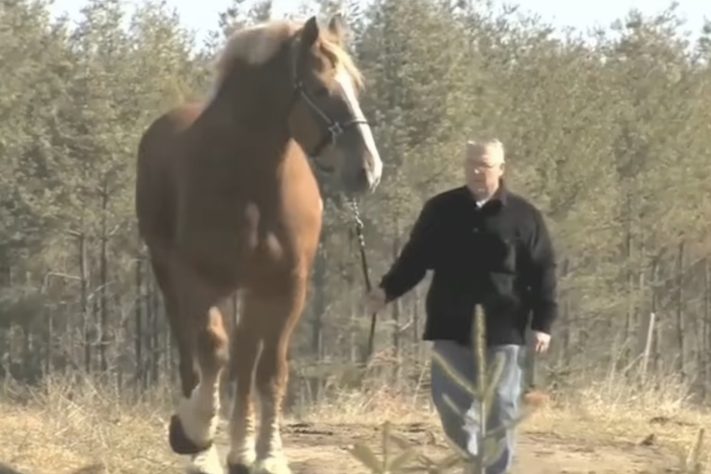 Big Jake era o cavalo mais alto do mundo até 2024 – Reprodução 