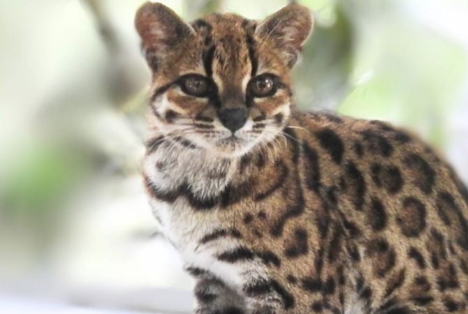 Leopardus tilcayo: conheça a nova espécie de felino selvagem identificada por professor brasileiro na Bolívia