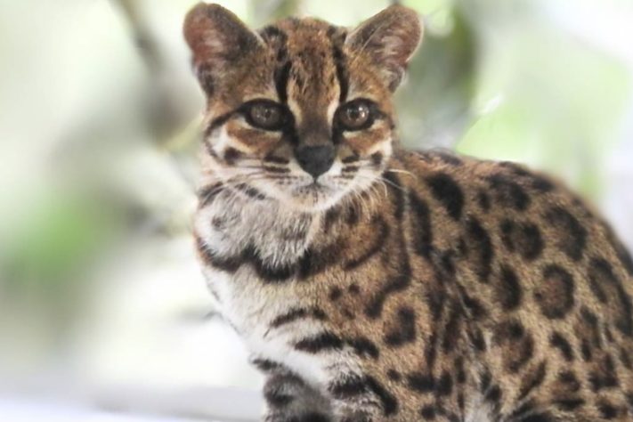 Brasileiro descobre nova espécie de gato-do-mato/felino – Paola Nogales-Ascarrunz/Divulgação