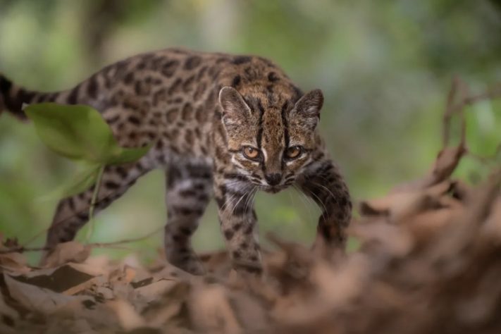 Brasileiro descobre nova espécie de gato/felino (Leopardus tilcayo) – Divulgação/Fernando Faciole/National Geographic