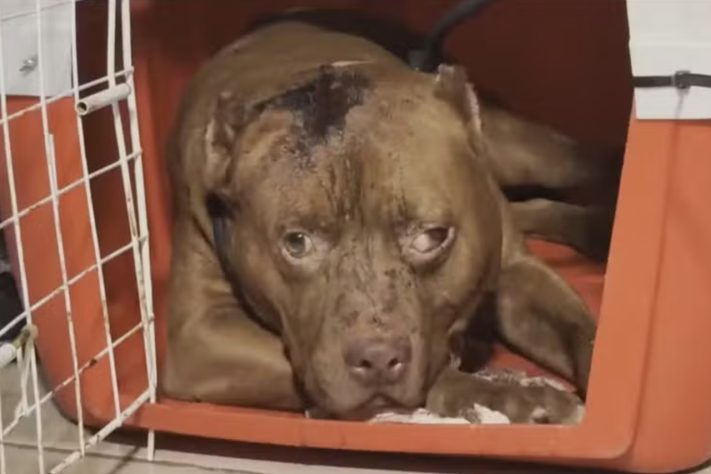 Cão da raça pitbull foi apreendido após atacar menina em Cosmos, na Zona Oeste do Rio – Reprodução/TV Globo