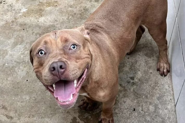 Cão da raça pitbull – Secretaria Municipal de Proteção e Defesa dos Animais do Rio de Janeiro