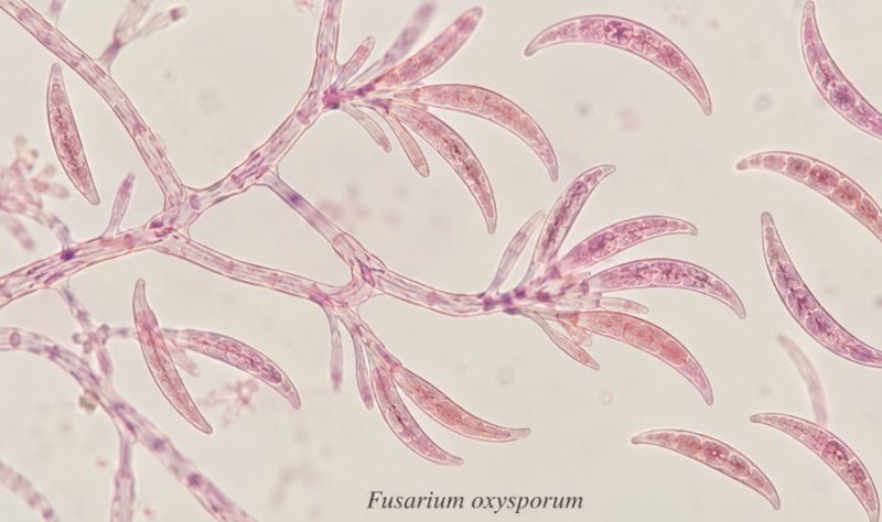 Fungo Fusarium oxysporum