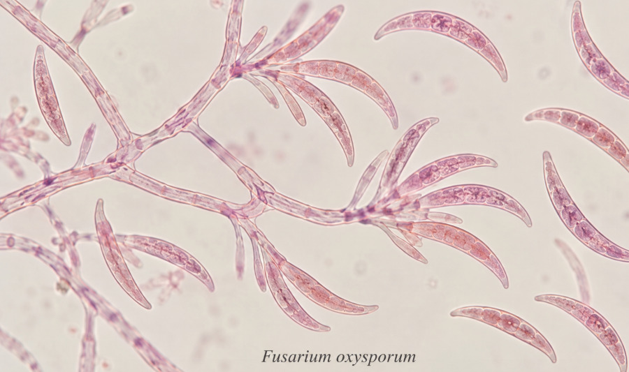O Fusarium oxysporum é um fungo filamentoso encontrado em solos de várias partes do mundo, com linhagens capazes de causar doenças em plantas. Sua surpreendente interação com o ouro pode contribuir para métodos mais sustentáveis de prospecção mineral e, futuramente, para a recuperação do metal em resíduos.
