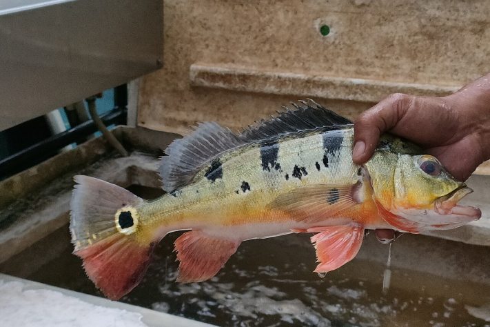 Peixe, tucunaré – iNaturalist/Ong Jyh Seng