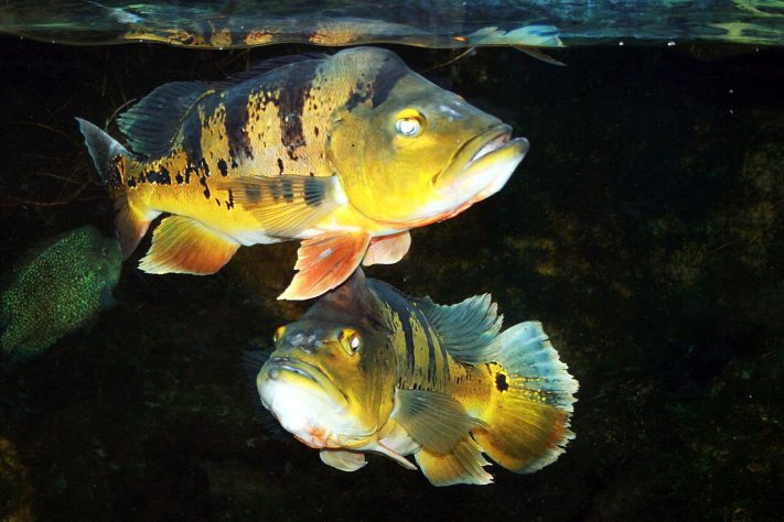 Uma cena rara que mostra tucunarés-azuis protegendo a própria prole em um lago no Tocantins chamou a atenção na internet – Wikimedia Commons/Karelj