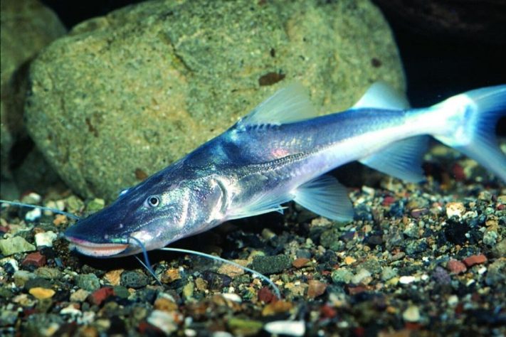 Diversidade de peixes na Amazônia