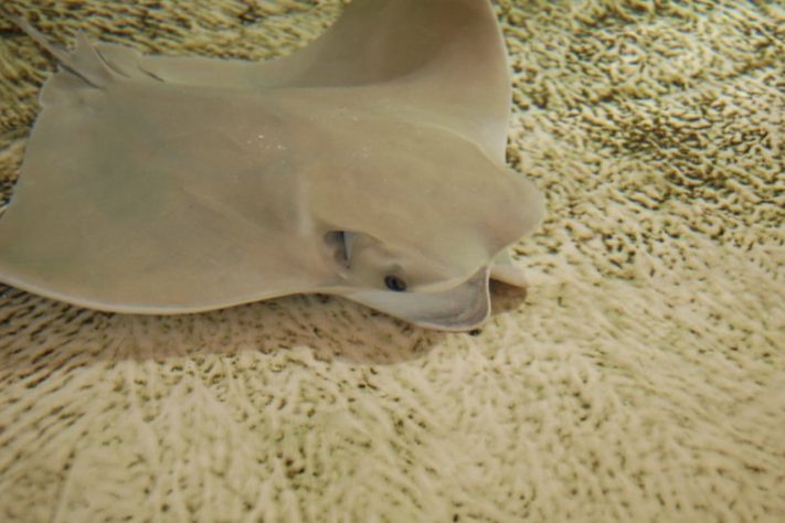 Arraia-ticonha (Rhinoptera brasiliensis) | Flickr - Markus