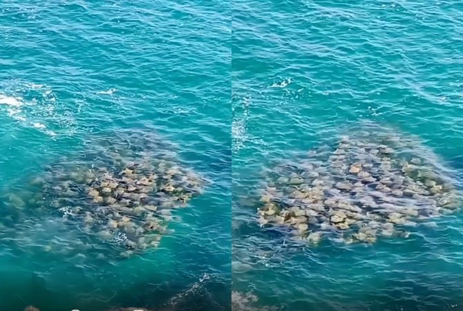 Registro raro! Grande cardume de arraias-ticonha é flagrado em Arraial do Cabo, no Rio