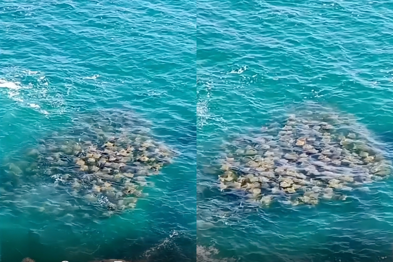 Um registro impressionante feito pelo cinegrafista Giovanni Dias nas águas de Arraial do Cabo, no litoral do Rio de Janeiro, chamou a atenção na internet. Nas imagens, é possível ver um um grande cardume de arraias-ticonha se deslocando juntas no mar.  -  (crédito: Reprodução/Giovanni Dias )