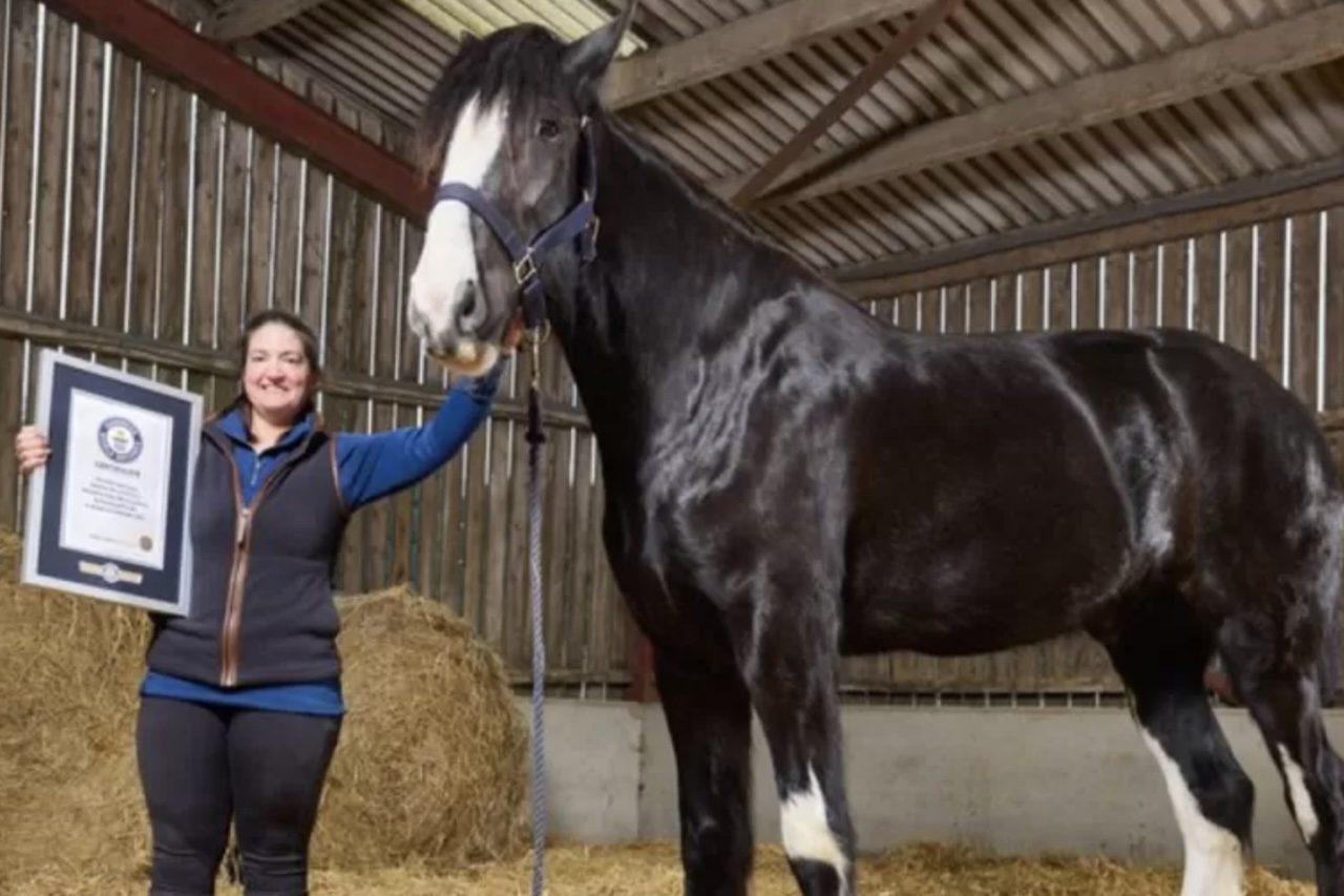 Hugo se tornou o cavalo vivo mais alto do mundo – Divulgação/Guinness World Records