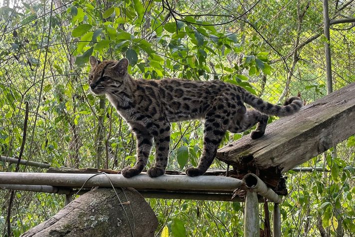 Brasileiro descobre nova espécie de gato-do-mato/felino – Paola Nogales-Ascarrunz/Divulgação