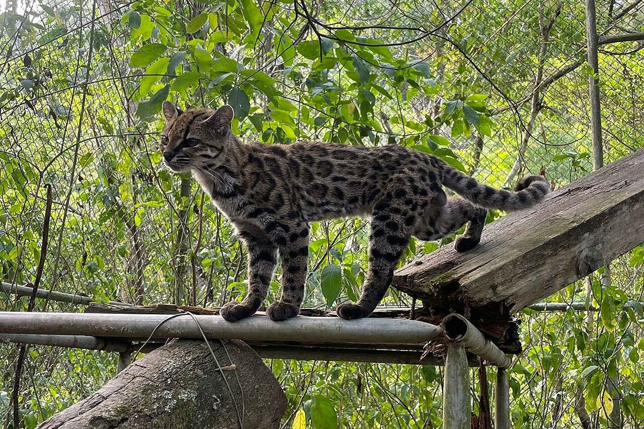 Para chegar ao resultado, os cientistas compararam o genoma completo de 38 animais do gênero Leopardus, incluindo exemplares vivos e peças preservadas em museus. Do Brasil, foram utilizados materiais de felinos como o L. guttulus, encontrado na Mata Atlântica, L. tigrinus, que habita regiões entre o extremo norte do país e as Guianas, e L. emiliae, presente no Cerrado e na Caatinga.