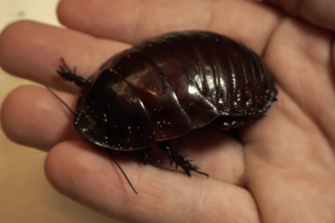 A barata-gigante-escavadora é uma das espécies mais impressionantes da fauna australiana. Apesar da aparência que pode causar repulsa, ela é muito diferente das baratas domésticas e não é considerada uma praga urbana. A espécie vive principalmente em áreas de vegetação aberta, onde passa boa parte da vida dentro de tocas escavadas no solo.