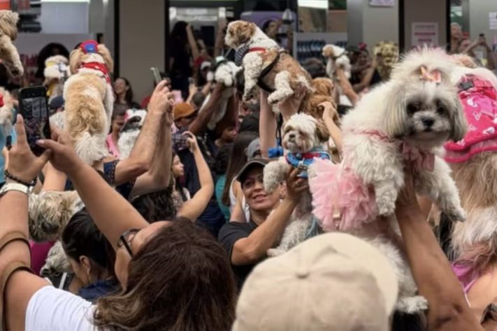 Mais de 1.000 shih tzus tomaram conta da Avenida Paulista em encontro e vídeos chamaram atenção na internet – Reprodução
