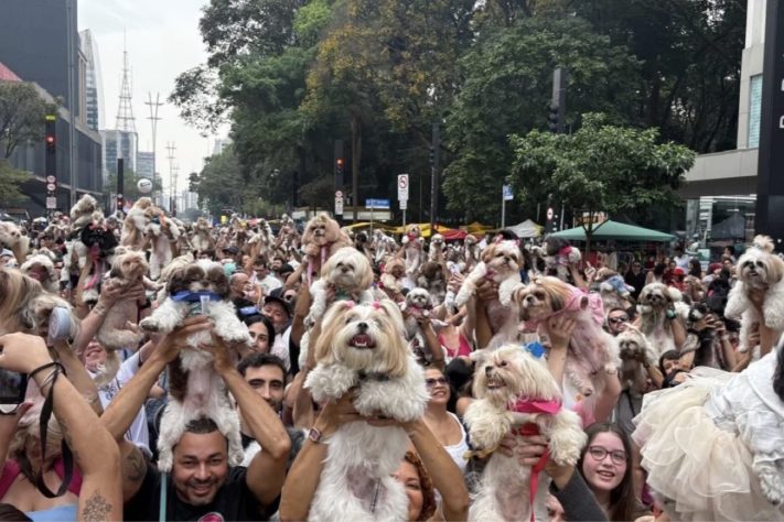 Mais de 1.000 shih tzus tomaram conta da Avenida Paulista em encontro e vídeos chamaram atenção na internet – Reprodução/@encontrodeshihtzu_sp