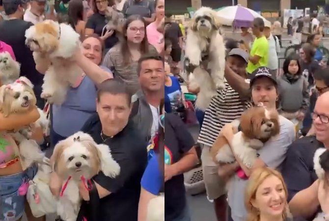 Mais de 1.000 shih tzus tomam conta da Avenida Paulista e vídeos chamam atenção na internet