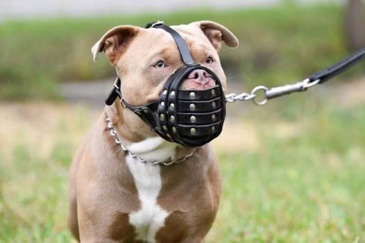 Cão da raça pitbull – Divulgação/Patas da casa