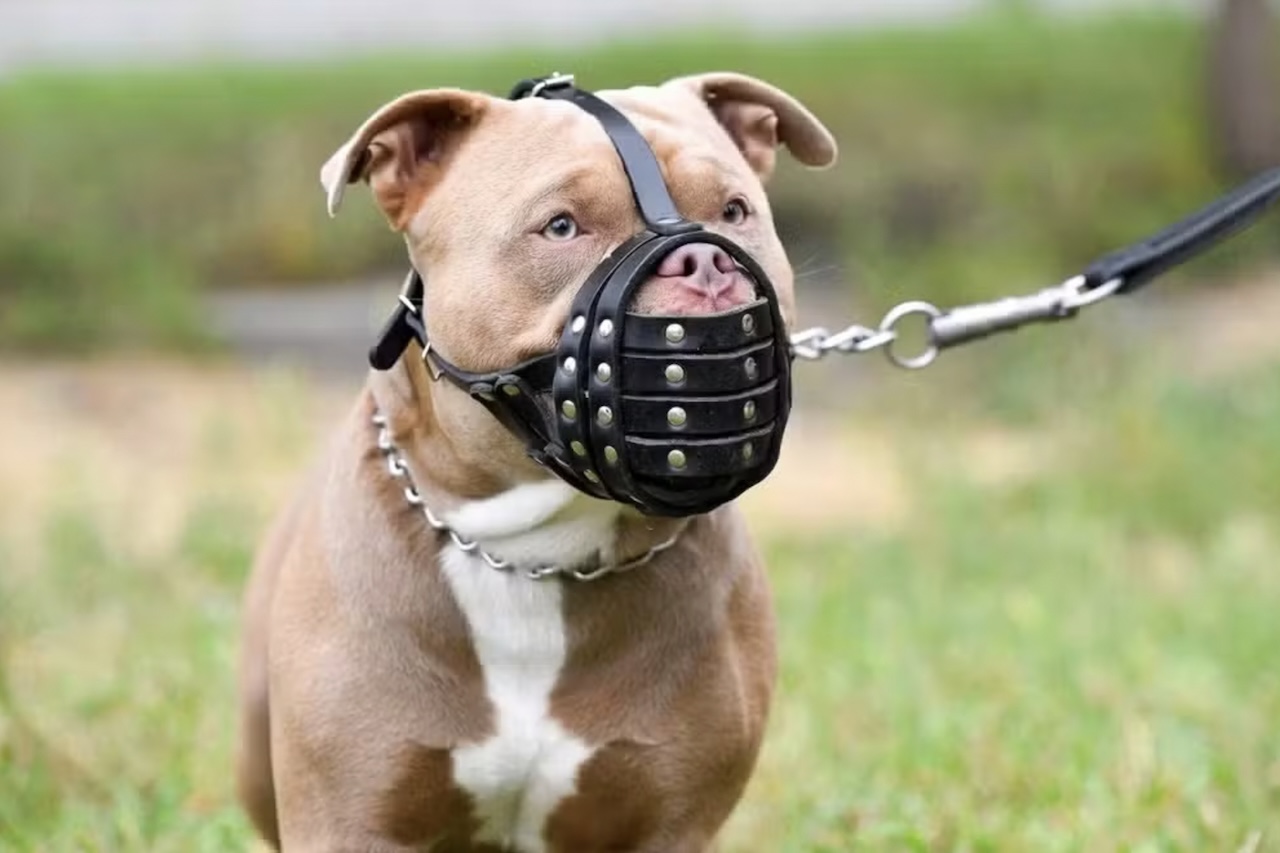 No Rio de Janeiro, a legislação estabelece regras específicas para a circulação de pitbulls, dobermanns e rottweilers em espaços públicos. Esses animais devem usar focinheira e guia e só podem ser conduzidos por pessoas maiores de 18 anos.