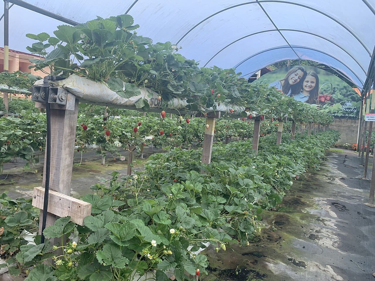 O cultivo de morangos faz parte da tradição agrícola de Nova Friburgo, com plantações no distrito de Campo do Coelho. A atividade envolve famílias de produtores e revela outra faceta do município, além das montanhas e dos atrativos urbanos.