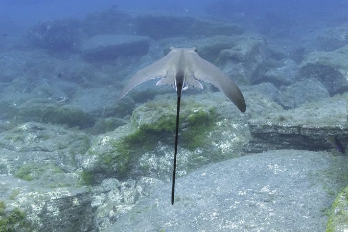 Arraia-ticonha (Rhinoptera brasiliensis) – Wikimedia Commons/Diego Delso