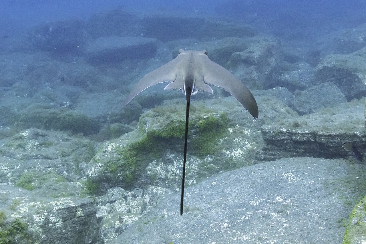 A espécie frequenta baías, estuários e regiões de plataforma continental, com preferência por áreas de águas rasas em determinadas fases da vida. Como outras raias, a arraia-ticonha enfrenta ameaças associadas à pesca, à captura incidental e à degradação dos ambientes costeiros.