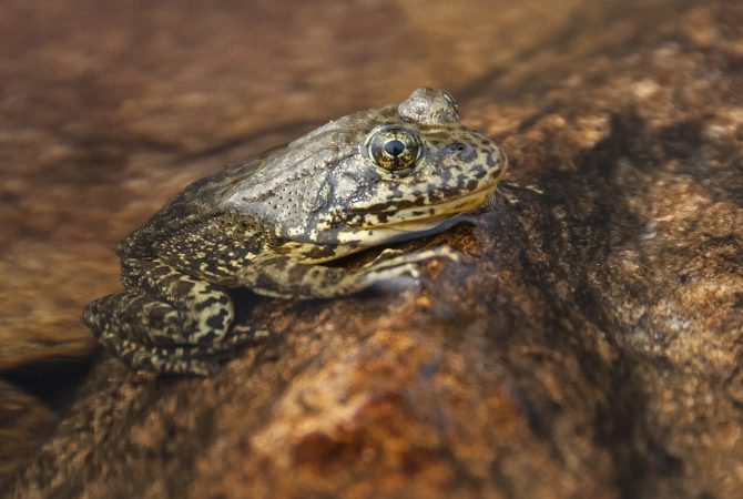 Mais de 10 mil rãs que desapareceram de 92% de seu território são devolvidas à natureza na Califórnia