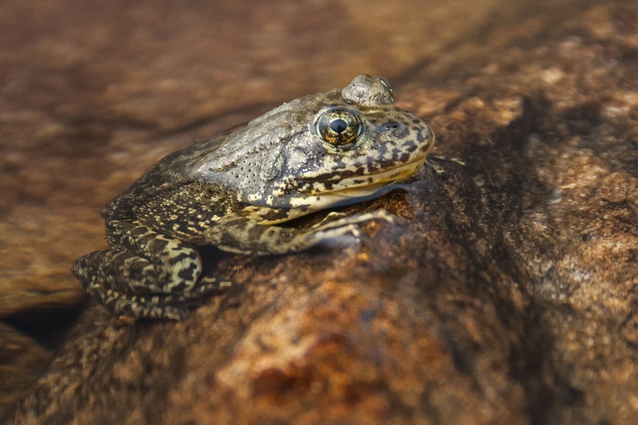 Rã-de-pernas-amarelas-das-montanhas (Rana muscosa) | Flickr - USFWS Pacific Southwest Region