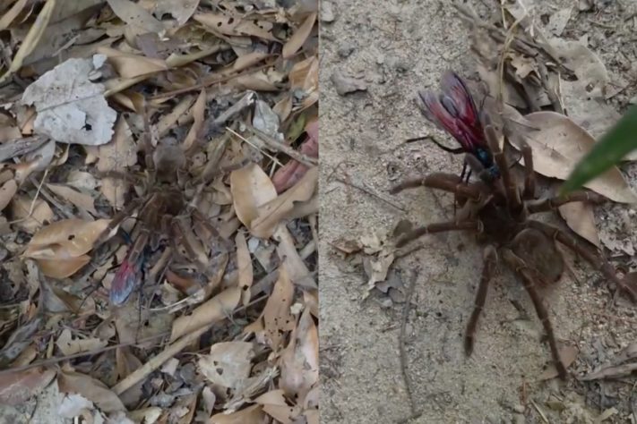 Registro raro mostra vespa-cavalo-do-cão predando a maior aranha do mundo na Amazônia – Reprodução/Luciano Tigre