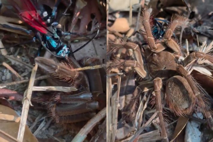 Registro raro mostra vespa-cavalo-do-cão predando a maior aranha do mundo na Amazônia – Reprodução/Luciano Tigre