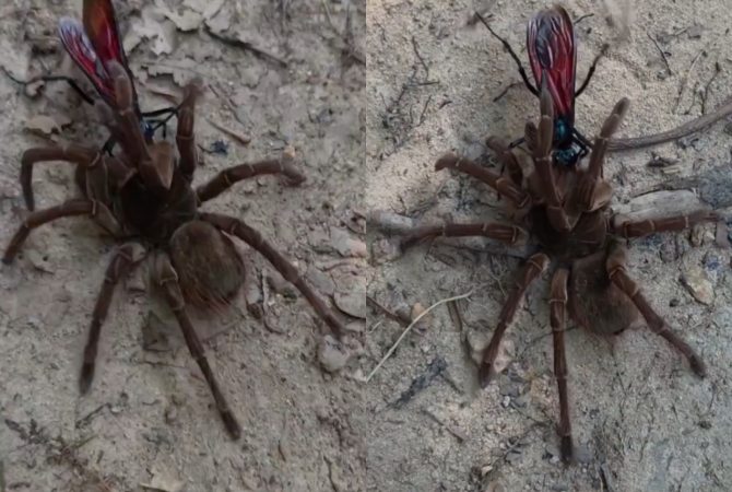Registro raro mostra vespa-cavalo-do-cão predando a maior aranha do mundo na Amazônia