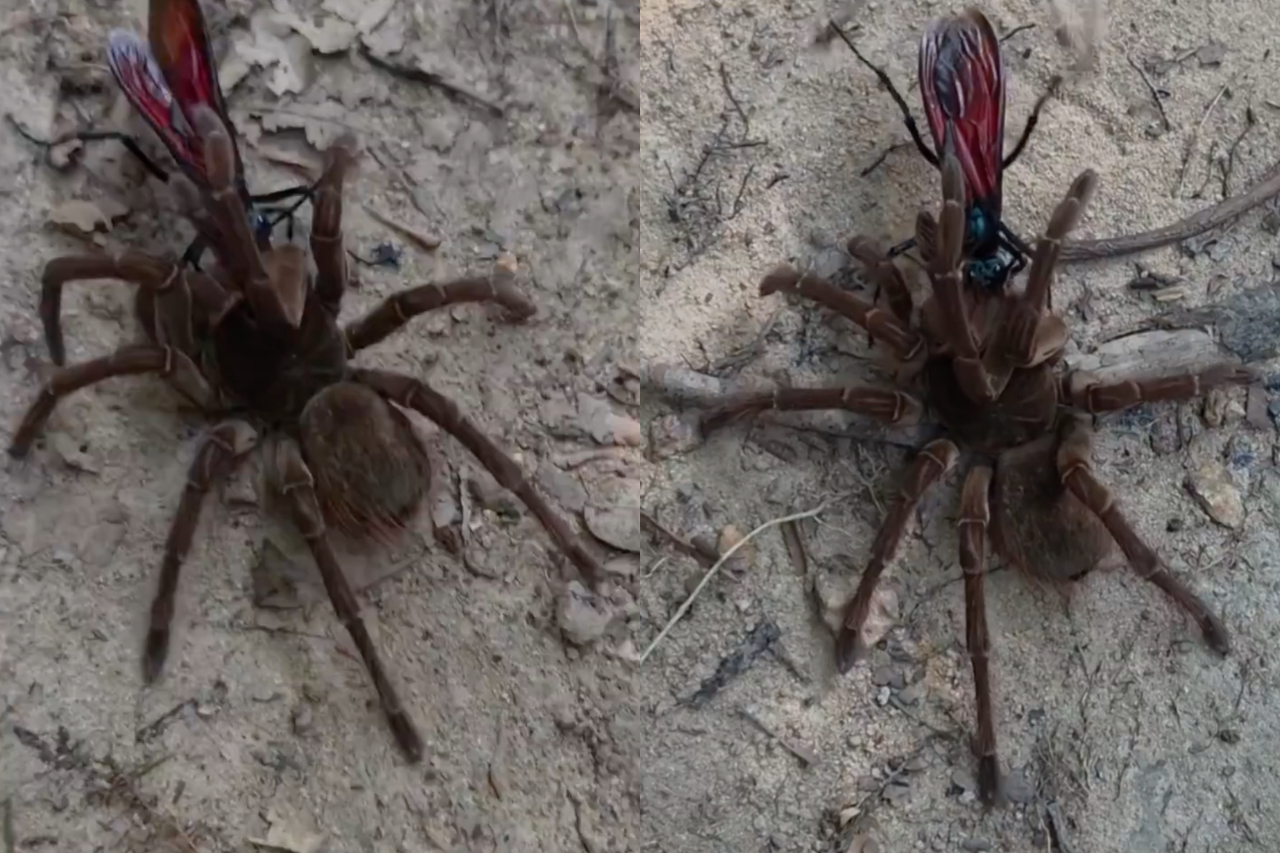 Registro raro mostra vespa-cavalo-do-cão predando a maior aranha do mundo na Amazônia – Reprodução/Luciano Tigre