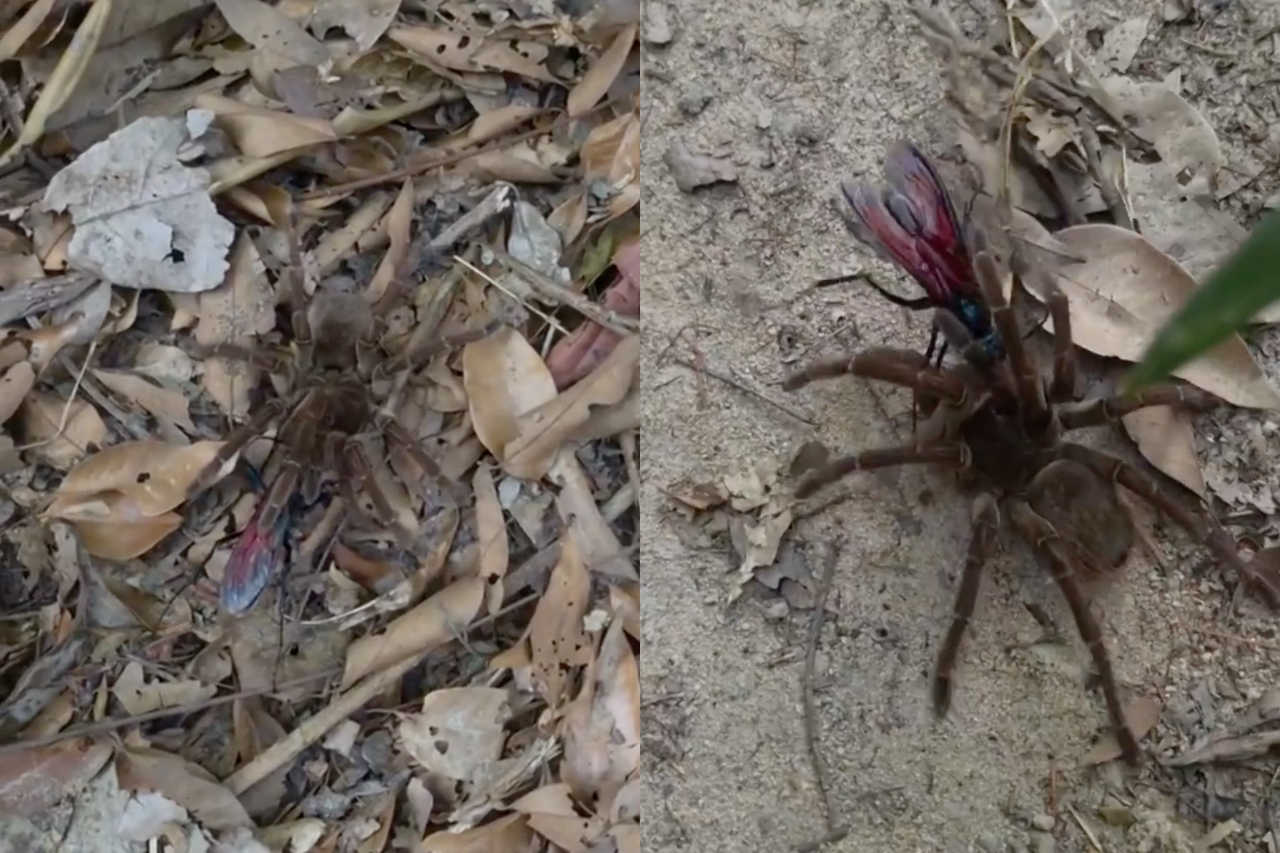 Um flagrante raro que mostra uma vespa-cavalo-do-cão atacando uma aranha-golias foi registrado em Novo Airão, no Amazonas, durante um treinamento de sobrevivência na selva. O registro foi feito pelo instrutor de sobrevivência e apresentador dos programas 'Desafio em Dose Dupla' e 'Sobrevivência Extrema', Luciano Fontana Tigre. -  (crédito: Reprodução/Luciano Tigre)