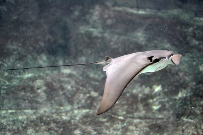 Arraia-ticonha (Rhinoptera brasiliensis) – Wikimedia Commons/Citron/CC BY-SA 3.0