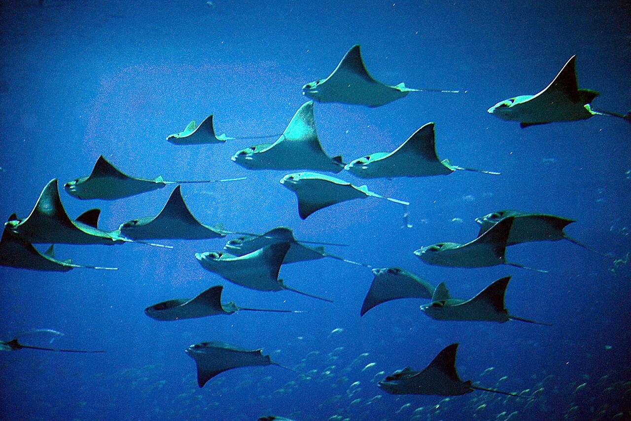 A concentração chamou atenção por ser uma ocorrência pouco comum de observar no dia a dia no litoral fluminense. O registro permitiu acompanhar de perto a movimentação das arraias em seu habitat natural e destacou a riqueza da vida marinha da região.