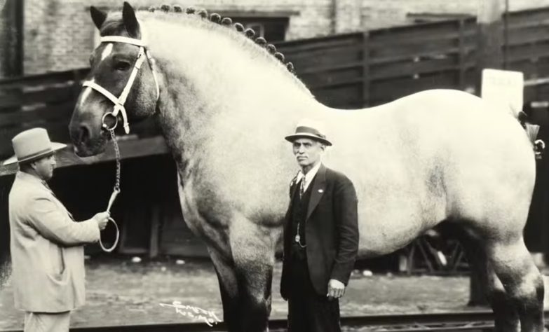 Sampson, o maior cavalo da história, media 2,20 metros – Divulgação/The International Museum of the Horse