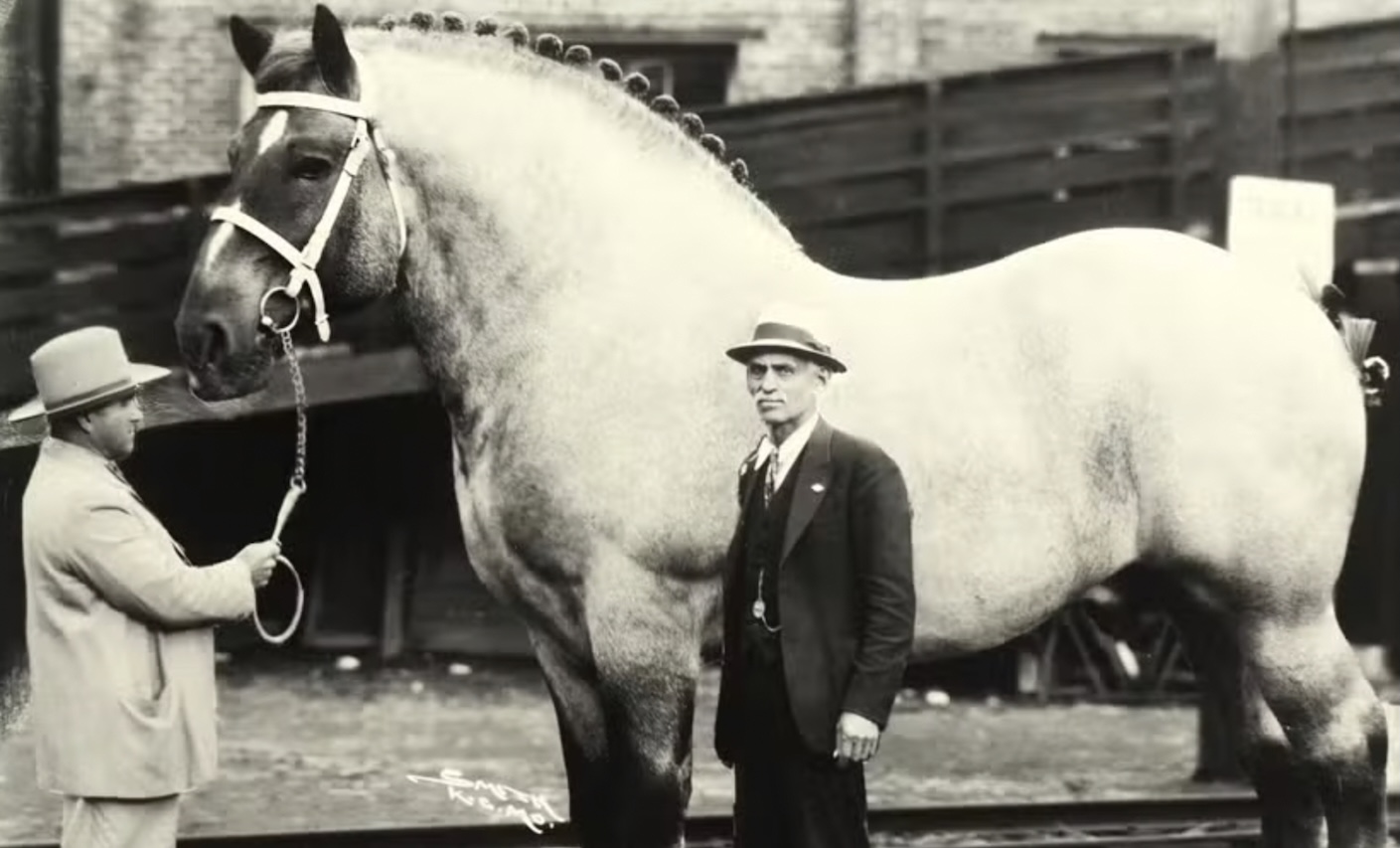 Apesar dos recordes, Hugo e Big Jake não são os maiores cavalos já registrados na história: essa marca continua com Mammoth — antes chamado de Sampson —, também da raça Shire, que superava a altura atual de Hugo em aproximadamente 20 centímetros.