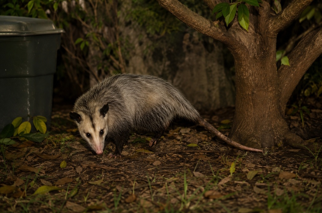 Os gambás têm hábitos predominantemente noturnos e costumam viver de maneira solitária. Podem circular tanto pelo chão quanto pelas árvores e se adaptaram muito bem a ambientes modificados pela presença humana.