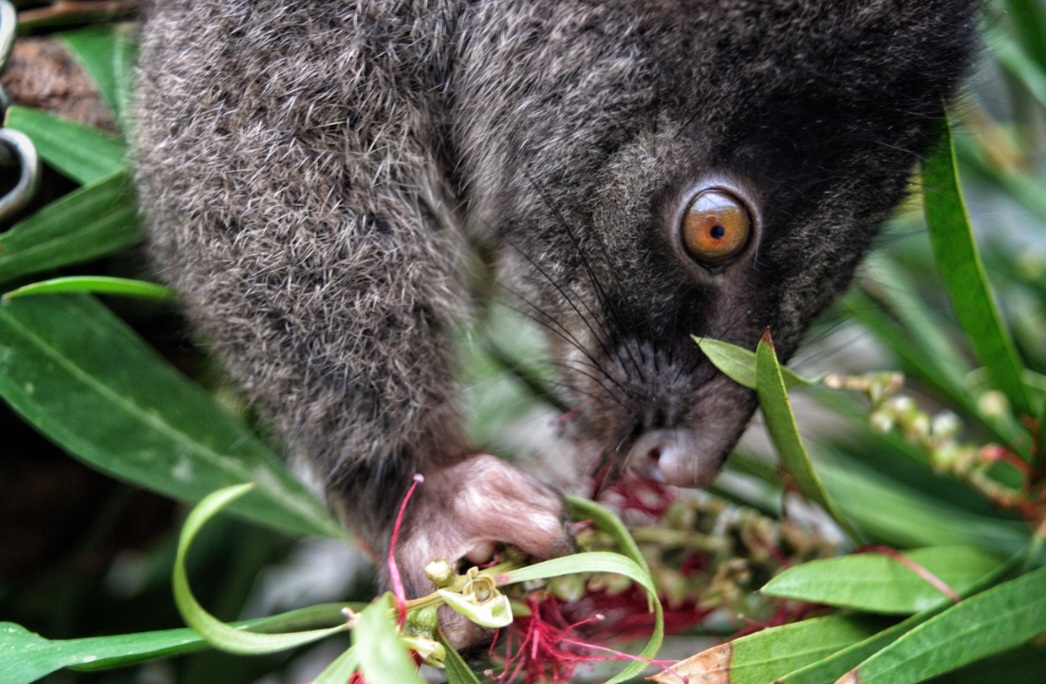 Onívoros e oportunistas, os gambás podem consumir frutas, insetos, ovos, vermes e pequenos animais. Essa alimentação variada permite que encontrem comida em diferentes ambientes, inclusive nas cidades.
