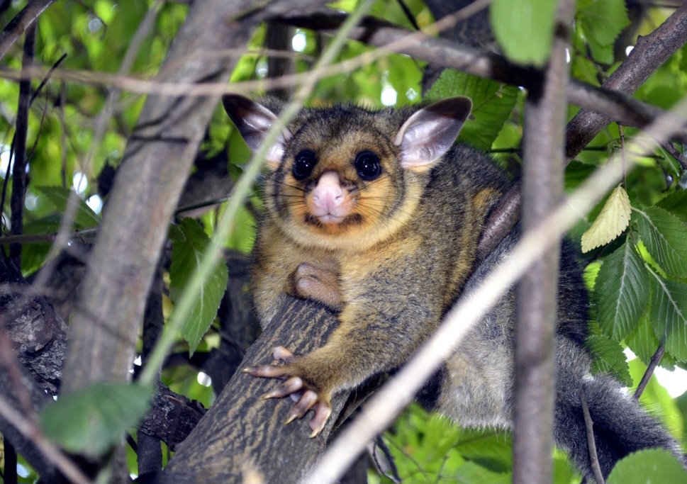 Ao comer frutos e transportar suas sementes, os gambás colaboram para a regeneração da vegetação. O consumo de insetos e outros pequenos animais também faz deles importantes auxiliares no equilíbrio dos ecossistemas.