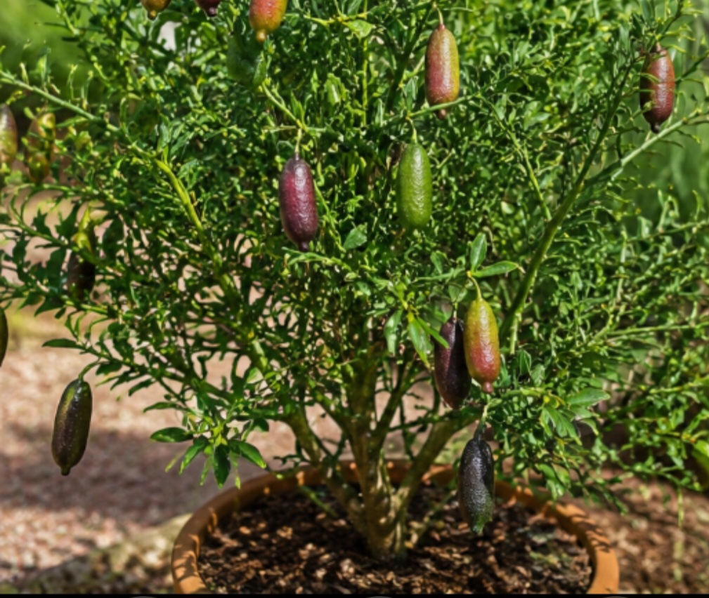 Apesar da aparência exótica do fruto, a planta do limão-caviar é um arbusto ou pequena árvore espinhosa, que pode atingir alguns metros de altura. Seu desenvolvimento é relativamente lento, e os frutos são alongados e estreitos. Quando maduros, são cortados para revelar as pequenas esferas cítricas em seu interior.