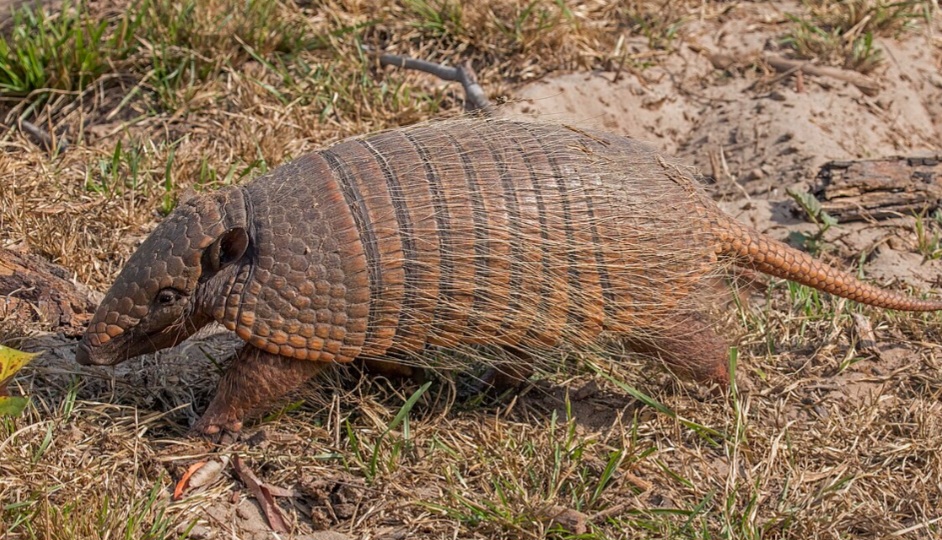 Tatu-peba (Euphractus sexcinctus) – Também conhecido como tatu-de-seis-bandas, ocorre em grande parte da América do Sul e é bastante comum no Brasil. Adapta-se a ambientes variados, especialmente áreas abertas. Tem dieta onívora, consumindo insetos, raízes, frutos, pequenos animais e até carniça.